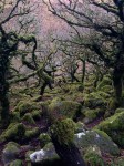 Wistman’s Wood