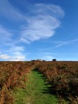 Dartmoor II