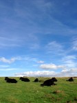 Dartmoor